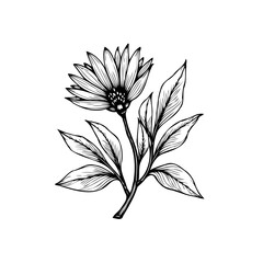 Detailed botanical illustration showcasing a meticulously rendered flower with delicate petals and elegant leaves enhancing visual appeal