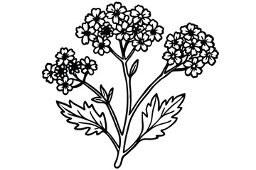 Obraz premium Outlined Verbena Flower Clusters with Leaves Black and White Botanical Illustration Aesthetic Nature