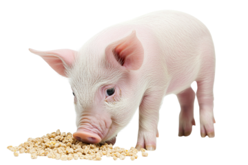 Adorable Pink Piglet Eating Feed, Isolated on Transparent PNG