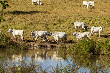 Cenas do campo com gado pastando e reflexos na água da lagoa.