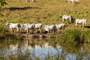 Boiada pastando livremente na beira da lagoa com imagem refletida na água.