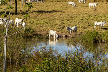 Um animal bebendo água e restante do gado pastando tranquilamente junto à margem da lagoa.
