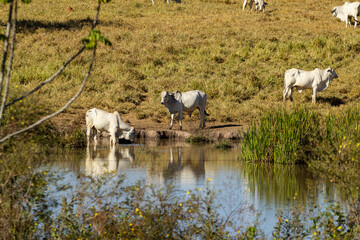 Rebanho no pasto de uma fazenda ao lado da água de uma lagoa.