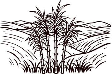 Hand drawn sugarcane plant cluster on rural field background engraved vintage black and white sketch illustration