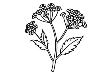 Black and White Line Drawing of Yarrow Flower with Detailed Leaves and Blossoms