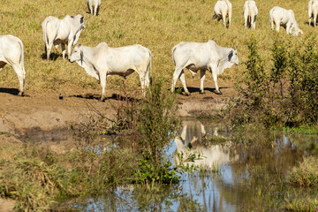 Rebanho pastando próximo à lagoa com reflexo na água.