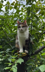 Motley cat with green eyes and long whiskers sits on a green tree