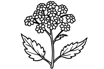 Black and White Line Art Illustration of Yarrow Flower with Jagged Leaves