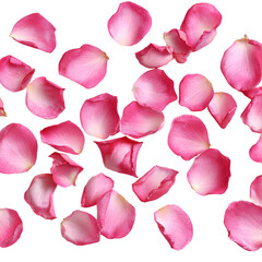 Pink rose petals falling on black background