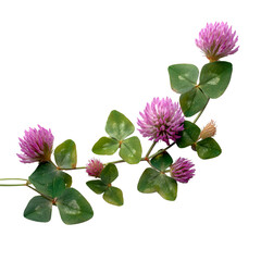 Red Clover Blossoms and Leaves on Black Background
