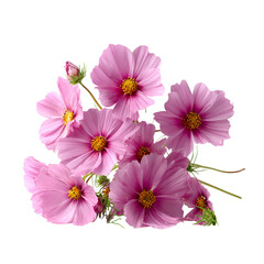 Pink Cosmos Flowers Bouquet Dark Background