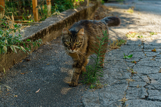 A focused tabby cat walks along an outdoor path, its gaze directed forward, capturing a moment of independence and curiosity. - Powered by Adobe