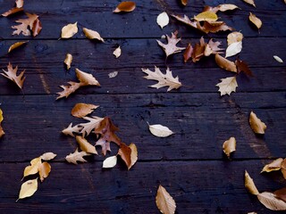 Fall leaves on a wooden boardwalk