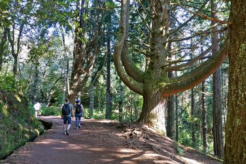 Trek à Madère 2025 - Jour 4 (Lombo do Urzal, levada Dos Tornos, Lamaceiros, Solar da Boaventura)