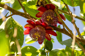 Fotografia de duas flores de maracujá com ramos e folhas e céu ao fundo. Flor da Paixão.