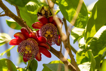 Fotografia de duas flores de maracujá com ramos e folhas e céu ao fundo. Flor da Paixão.