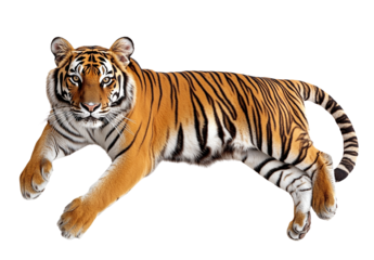 Majestic Bengal Tiger, isolated on transparent PNG, vibrant stripes, wildlife.