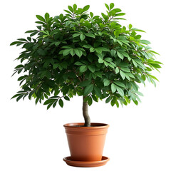 Naklejka premium Green leafy potted plant with terracotta pot and saucer on black background leaves
