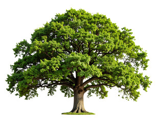 Obraz premium Tall Single Oak Tree Viewed from Slight Angle with Dense Foliage, (2)