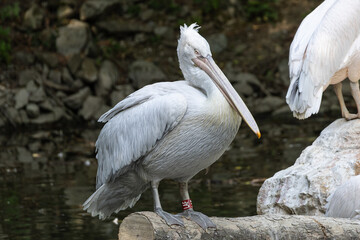 pelican on a rock
