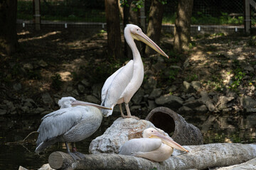 Great white pelican