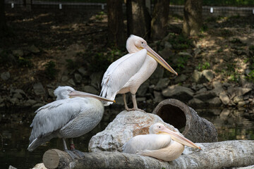 pelican on a rock