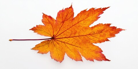 The vibrant orange maple leaf showcasing autumn's natural beauty