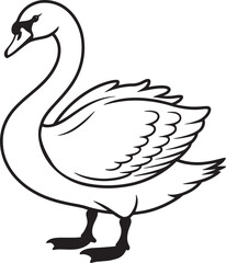 Elegant black swan with feathered wings and webbed feet bird white