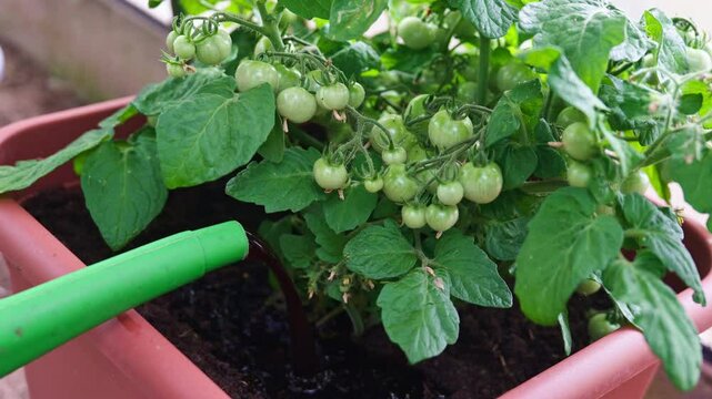 Close-up View of a Thriving Tomato Plant in a Terracotta-Colored Pot, Abundantly Covered with Numerous Small Unripe Green Tomatoes, While a Vibrant Green Watering Can Dispenses Dark Liquid Fertilizer
