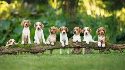 a group of eight english pointer puppies posing together on a log
