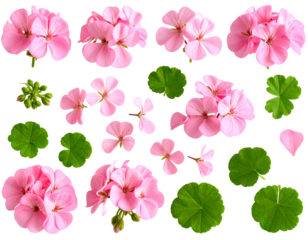Flat Lay of Geranium Flowers and Leaves in Natural Spread, isolated on a transparent background.