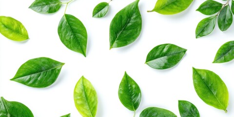 The vibrant green leaves arranged beautifully on a white background.
