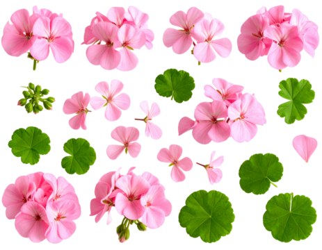 Flat Lay of Geranium Flowers and Leaves in Natural Spread, isolated on a transparent background. - Powered by Adobe