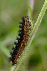 Caterpillar of a knapweed fritillary (Melitaea phoebe) feeding on a Centaurea species