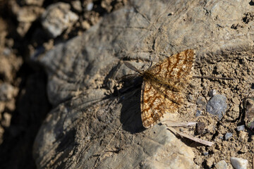common heath (Ematurga atomaria) on the ground, found in Austria, Tyrol in the valley of river Lech
