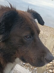 portrait of a black dog