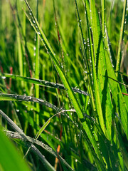 Fresh Green Grass with Dew Drops – Natural Texture Background