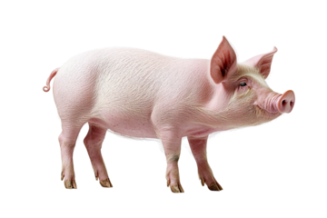 Pink Piglet, Standing Pose, Isolated on Transparent PNG, High-Resolution Image