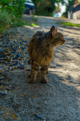 A watchful tabby cat stands on an outdoor path, looking intently to its right, with blurred greenery and a vehicle in the background.