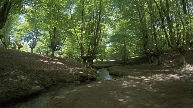 Otzarreta beech forest with stream flowing through lush green trees