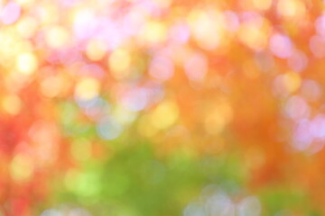 かえでの紅葉のアウトフォーカス