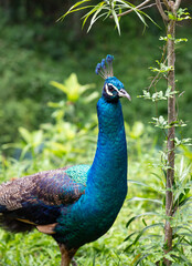 Obraz premium Peacock on the Green