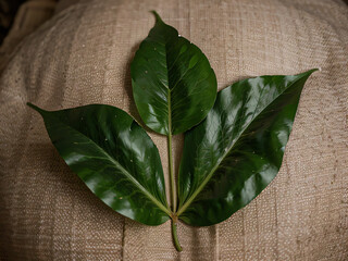 green leaves on wooden background