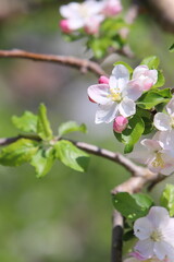 春の日差しを浴びて咲くりんごの花のクローズアップ
