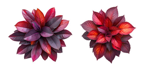 Top view of dark red and purple Cecropia plant isolated on white or transparent background