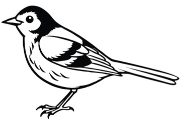 Obraz premium Black and White Illustration of a Pied Wagtail Perched on Two Legs