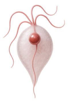 Trichomonas vaginalis displaying pear-shaped form with multiple flagella
