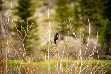 Red-winged blackbird on tree branches