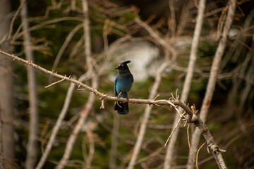 Stellar's Jay perched on a branch in the mountains