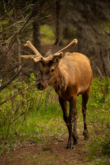 Elk in the woods